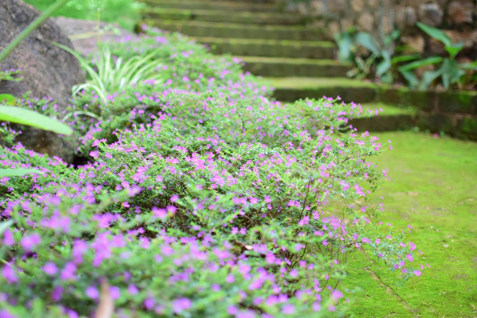 Silent Waters Resorts Yelagiri Eksteriør bilde