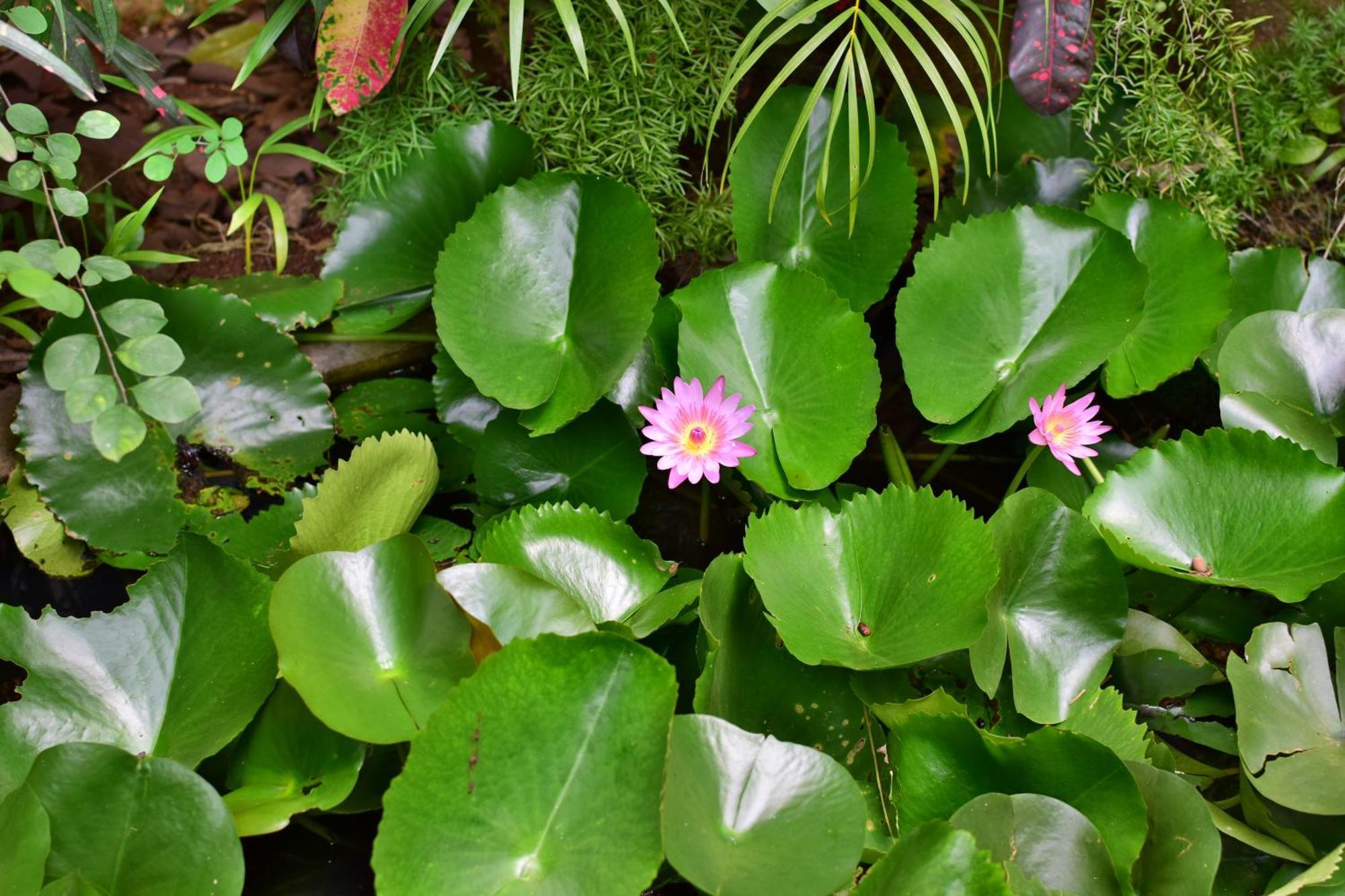 Silent Waters Resorts Yelagiri Eksteriør bilde